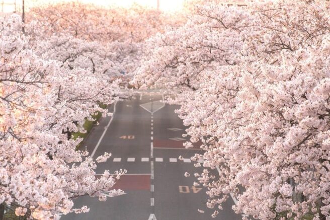 茨城県日立市のさくらまつりのイメージ画像